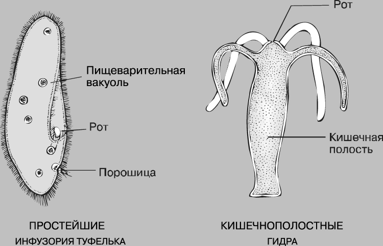 Кракен мониторинг ссылок kraken torion